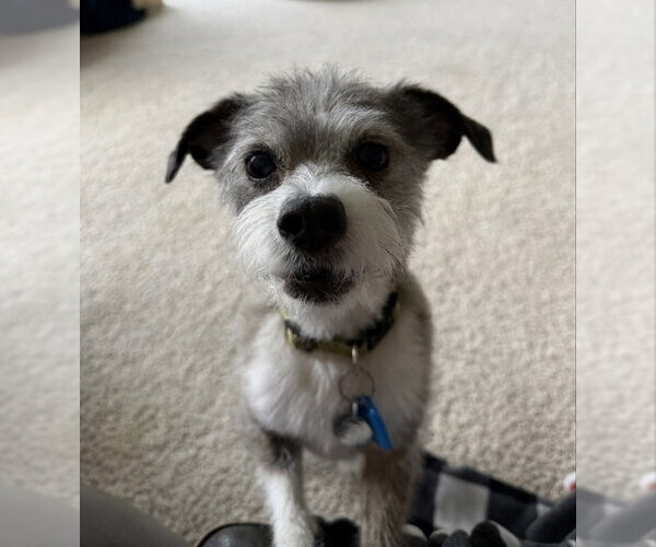 Medium Photo #3 Jack Russell Terrier-Unknown Mix Puppy For Sale in Mukwonago, WI, USA