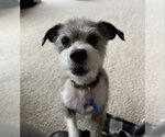 Small #2 Jack Russell Terrier Mix