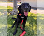 Small #11 Labrador Retriever Mix