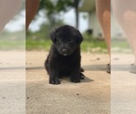 Small #6 Shepradors