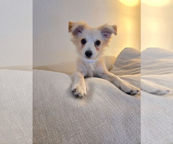 Medium Photo #5 Colonial Cocker Spaniel-Pomeranian Mix Puppy For Sale in Dana Point, CA, USA