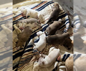 Mutt Dogs for adoption in San Bernardino, CA, USA