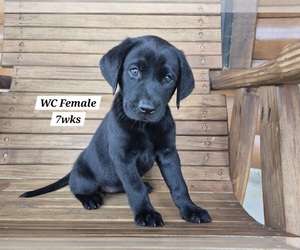 Medium Labrador Retriever