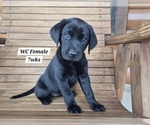 Puppy Black WC Labrador Retriever