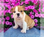 Small Photo #1 Bulldog Puppy For Sale in ARTHUR, IL, USA