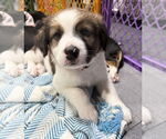 Small #13 Australian Shepherd Mix