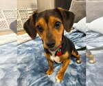 Small #3 Beagle Mix