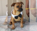 Small #5 Pug Mix