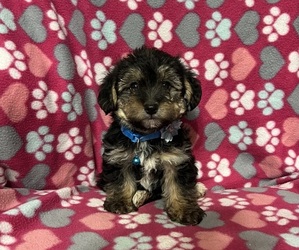 YorkiePoo Puppy for sale in JEFFERSONVILLE, IN, USA