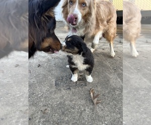 Australian Shepherd Puppy for Sale in MONROE, Louisiana USA