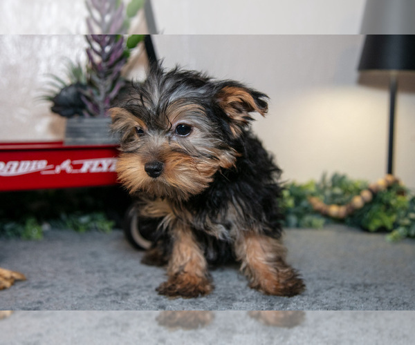 Medium Photo #7 Yorkshire Terrier Puppy For Sale in SHILOH, OH, USA