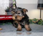 Small Photo #7 Yorkshire Terrier Puppy For Sale in SHILOH, OH, USA