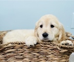 Small Photo #7 Golden Retriever Puppy For Sale in CINCINNATI, OH, USA