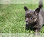 Hand delivery - Female Chihuahua Puppy for Sale - Photo #15