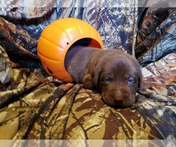 Medium Photo #2 Labrador Retriever Puppy For Sale in HOLLY, MI, USA