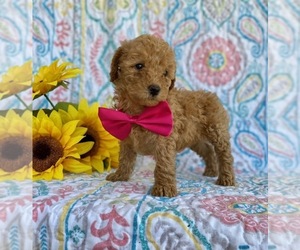 Goldendoodle (Miniature) Puppy for sale in LANCASTER, PA, USA