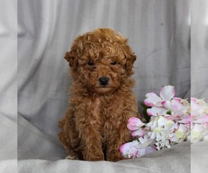 Poochon Puppy for sale in BIRD IN HAND, PA, USA