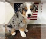 Small Photo #22 Miniature Australian Shepherd Puppy For Sale in WINTER GARDEN, FL, USA