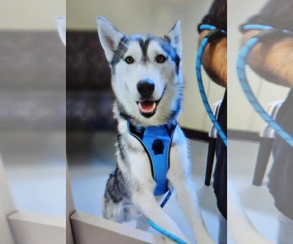Medium Photo #4 Huskies -Unknown Mix Puppy For Sale in Rockwall, TX, USA