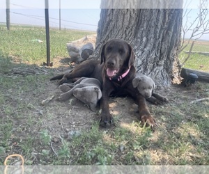 Mother of the Labrador Retriever puppies born on 06/19/2025