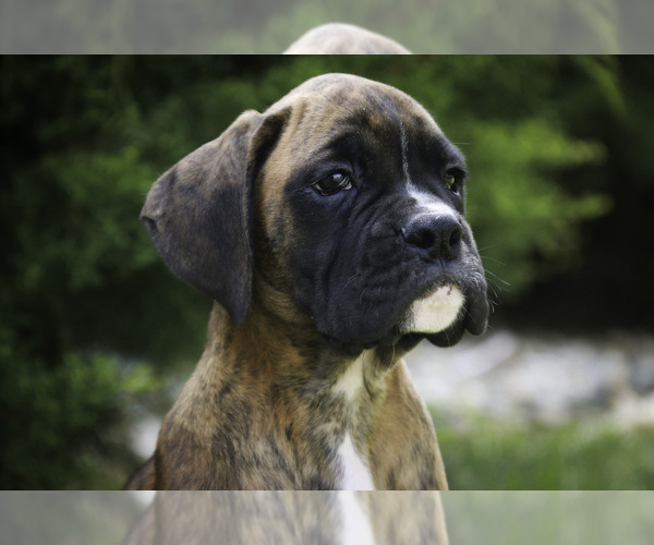 Medium Photo #8 Boxer Puppy For Sale in SHIPSHEWANA, IN, USA