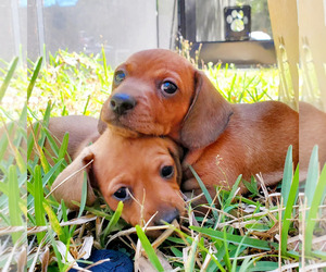 Dachshund Puppy for sale in SARASOTA, FL, USA