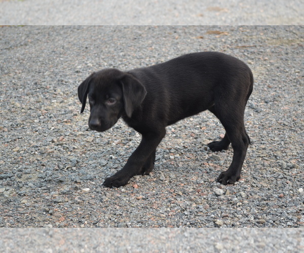 Medium Photo #1 Labrador Retriever Puppy For Sale in GREENWOOD, WI, USA