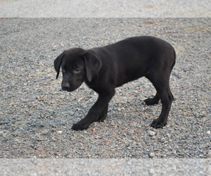 Medium Labrador Retriever