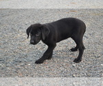 Puppy Juniper Labrador Retriever