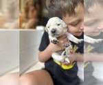 Small #2 Golden Retriever