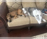 Small #4 Black Mouth Cur-Vizsla Mix
