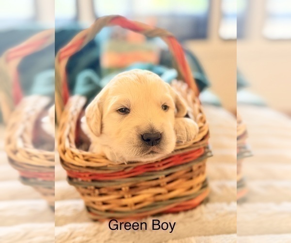 Medium Photo #5 Golden Retriever Puppy For Sale in CHIPPEWA FALLS, WI, USA