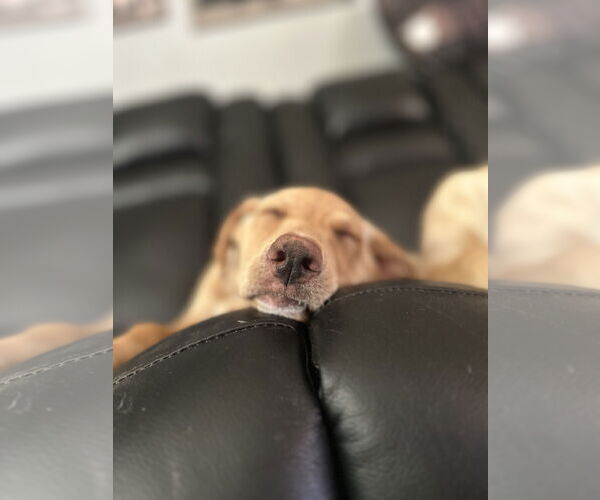 Medium Photo #6 Shepradors Puppy For Sale in Princeton, MN, USA