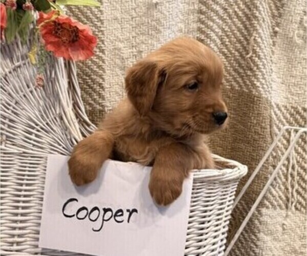 Medium Photo #4 Golden Retriever Puppy For Sale in OWEN, WI, USA