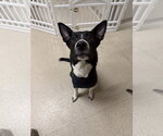 Small #1 Labrador Retriever Mix