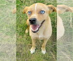 Small #3 Labrador Retriever Mix