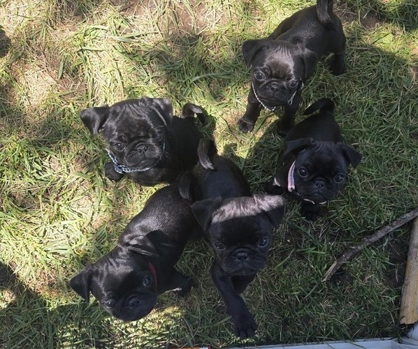 Medium Photo #1 Pug Puppy For Sale in HILLSDALE, MI, USA