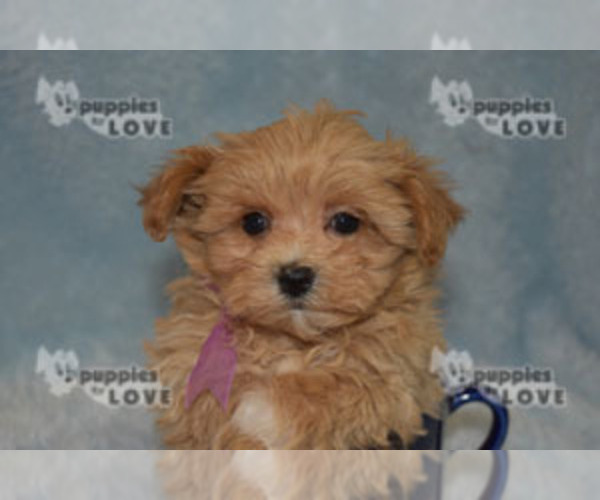 Medium Photo #13 Maltipoo Puppy For Sale in SANGER, TX, USA
