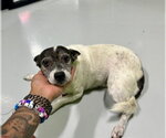 Small #1 Mutt