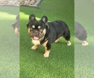 Father of the French Bulldog puppies born on 05/29/2025