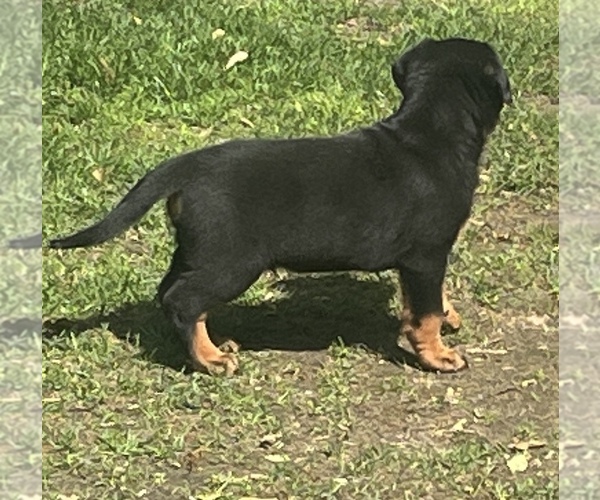 Medium Photo #7 Rottweiler Puppy For Sale in HUNTINGTN STA, NY, USA