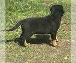 Small #6 Rottweiler