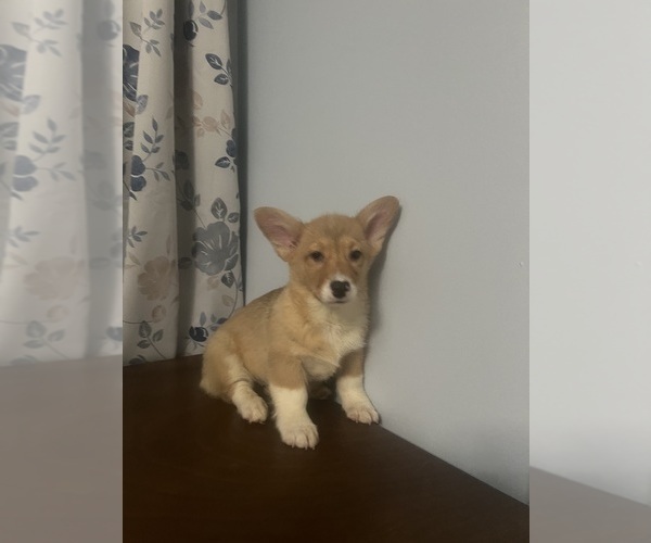 Medium Photo #2 Pembroke Welsh Corgi Puppy For Sale in DURHAM, CT, USA