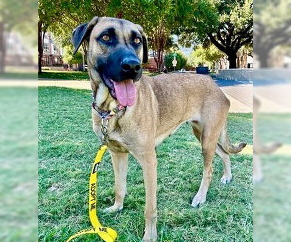 Medium Photo #3 German Shepherd Dog-Unknown Mix Puppy For Sale in Canton, CT, USA