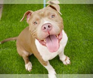 American Staffordshire Terrier Dogs for adoption in Tallahassee, FL, USA