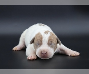 American Bully Puppy for sale in CHAMPAIGN, IL, USA