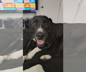 BILLY #2 - Male American Pit Bull Terrier-Unknown Mix Dog for Adoption - Photo #2