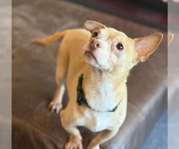 Medium Photo #2 Chiweenie Puppy For Sale in Phoenix, AZ, USA