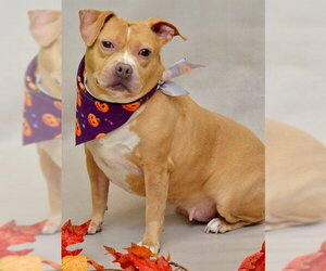 American Staffordshire Terrier-Whippet Mix Dogs for adoption in Sanford, FL, USA
