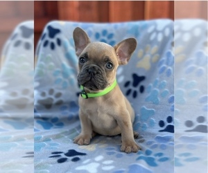 French Bulldog Puppy for sale in SACRAMENTO, CA, USA